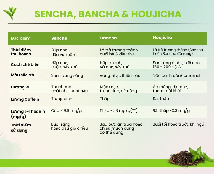 so-sanh-sencha-bancha-houjicha.jpg