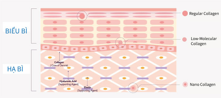 top-8-collagen-nhat-ban-uy-tin-nen-mua-2.jpg