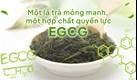 Chất chống oxy hoá cực mạnh EGCG trong trà xanh có tác dụng gì cho sức khỏe?