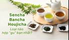 So sánh các loại trà lá Sencha, Bancha, Houjicha - Loại nào phù hợp với "gu" bạn nhất?