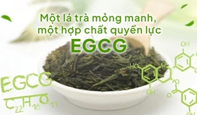 Chất chống oxy hoá cực mạnh EGCG trong trà xanh có tác dụng gì cho sức khỏe?