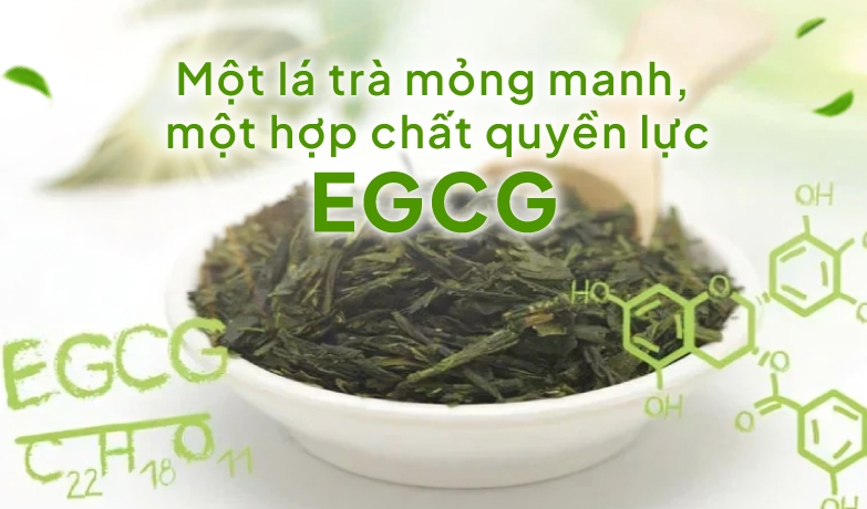Chất chống oxy hoá cực mạnh EGCG trong trà xanh có tác dụng gì cho sức khỏe?