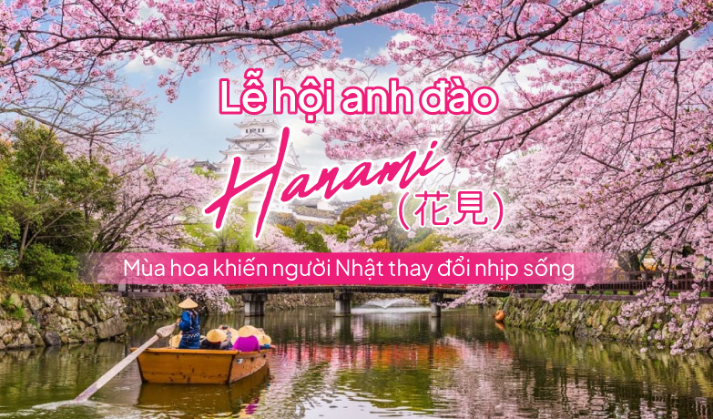 Khám phá lễ hội hoa anh đào Hanami Nhật Bản 